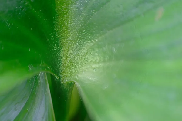 Зелене Листя Природному Фоні Текстурі — стокове фото
