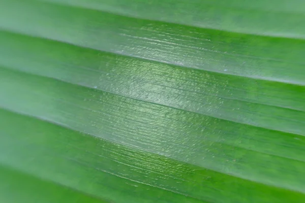 Крупним Планом Зелене Листя Фоні Природи Текстури — стокове фото