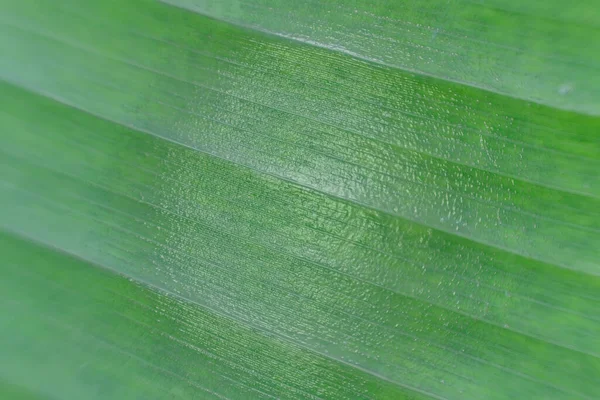 Primer Plano Hojas Verdes Naturaleza Fondo Textura — Foto de Stock