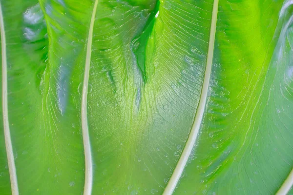 Крупним Планом Зелене Листя Фоні Природи Текстури — стокове фото