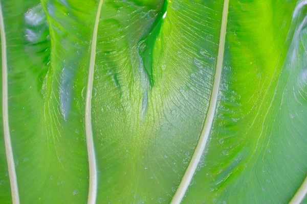 Primer Plano Hojas Verdes Naturaleza Fondo Textura — Foto de Stock