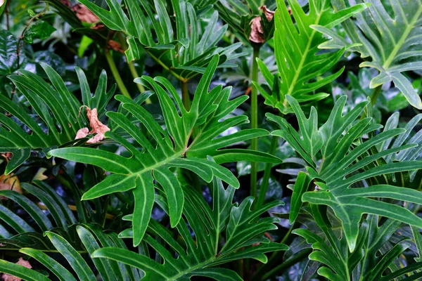 Close Green Leaves Nature Background Texture — Stock Photo, Image