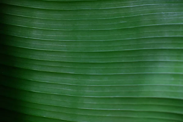 Primer Plano Hojas Verdes Naturaleza Fondo Textura — Foto de Stock