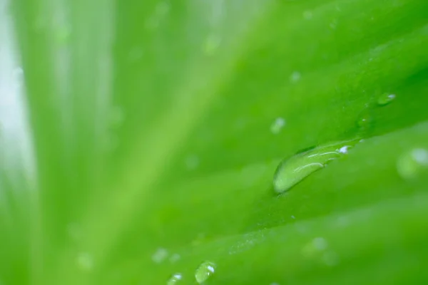 Zavřít Zelené Listy Přírodě Pozadí Textury — Stock fotografie