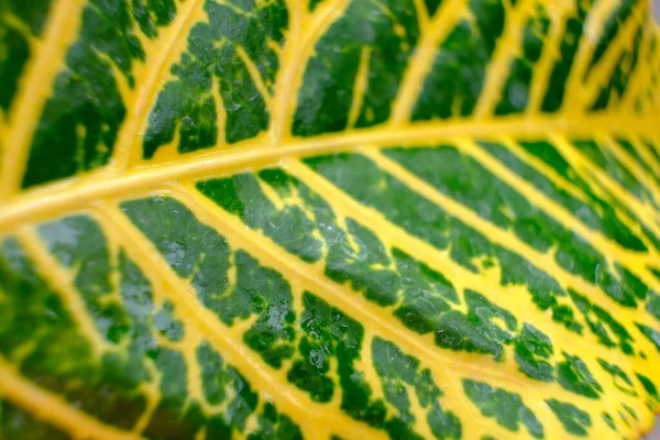 Close Grüne Blätter Hintergrund Und Textur — Stockfoto