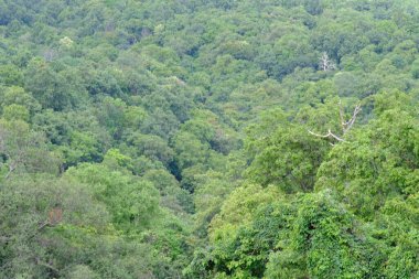 beautiful forest day view 