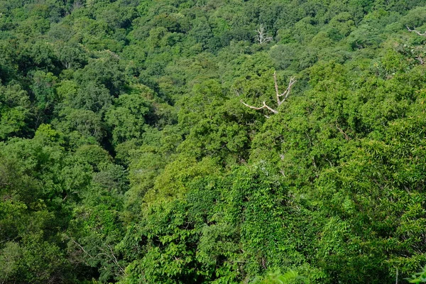 Beautiful Forest Day View — Φωτογραφία Αρχείου