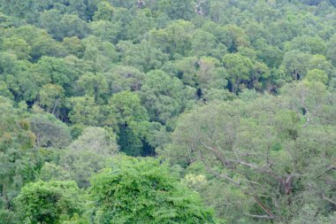 beautiful forest day view 