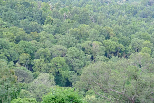 Beautiful Forest Day View — стоковое фото