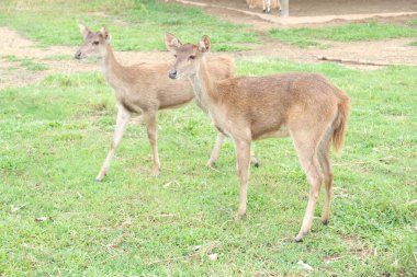 Geyikleri yakın planda tut 