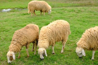 Doğadaki koyunları kapat