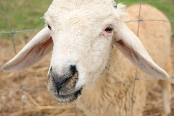 Schapen Een Weide Groen Gras Close — Stockfoto