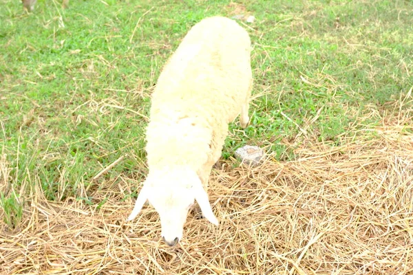 Close Schapen Natuur Achtergrond — Stockfoto