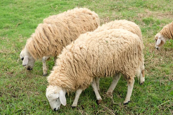 Närbild Får Naturen Bakgrund — Stockfoto