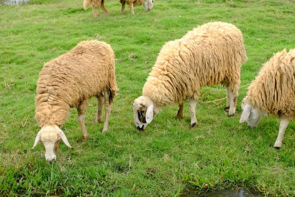 Närbild Får Bete Naturen Bakgrund — Stockfoto