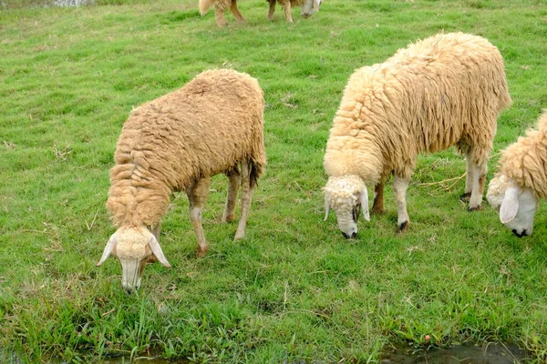 Close Van Schapen Grazen Achtergrond Van Natuur — Stockfoto