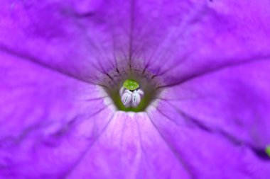 soyut renkli çiçek arkaplanı yakın plan görüntüsü 