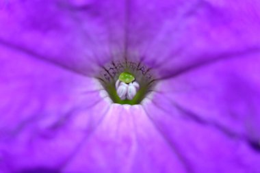 soyut renkli çiçek arkaplanı yakın plan görüntüsü 