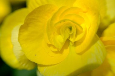 soyut renkli çiçek arkaplanı yakın plan görüntüsü 