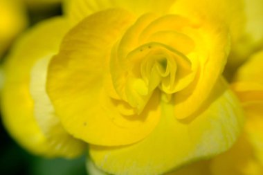 soyut renkli çiçek arkaplanı yakın plan görüntüsü 