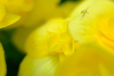 soyut renkli çiçek arkaplanı yakın plan görüntüsü 