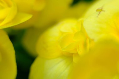 soyut renkli çiçek arkaplanı yakın plan görüntüsü 