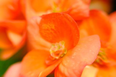 soyut renkli çiçek arkaplanı yakın plan görüntüsü 