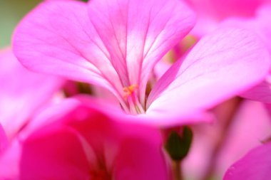 soyut renkli çiçek arkaplanı yakın plan görüntüsü 