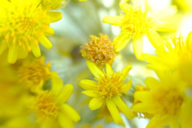 soyut renkli çiçek arkaplanı yakın plan görüntüsü 