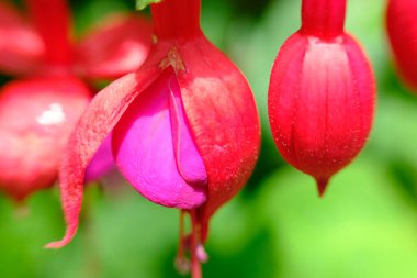 soyut renkli çiçek arkaplanı yakın plan görüntüsü 