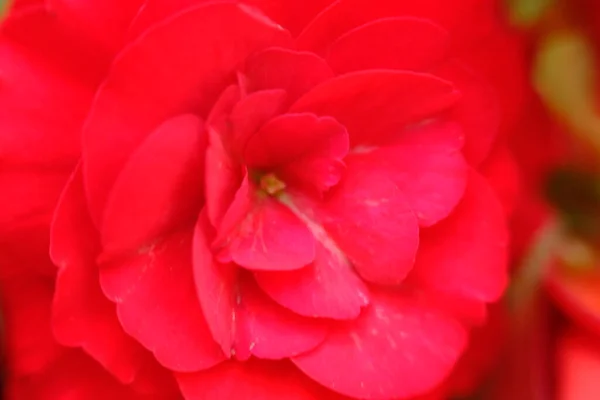 Abstract Colorful Floral Background Close View — ストック写真