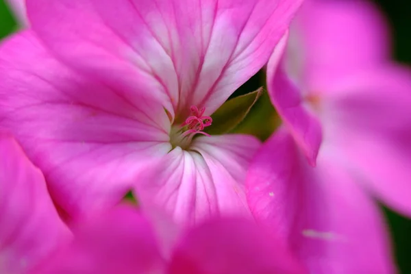 Abstract Colorful Floral Background Close View — Foto de Stock