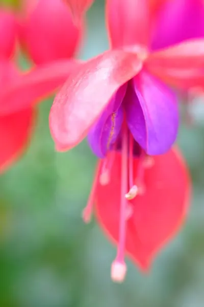 Abstract Colorful Floral Background Close View — Foto Stock