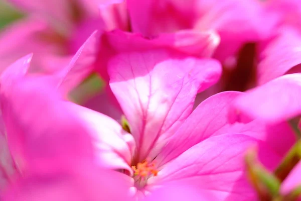 Abstract Colorful Floral Background Close View — Zdjęcie stockowe