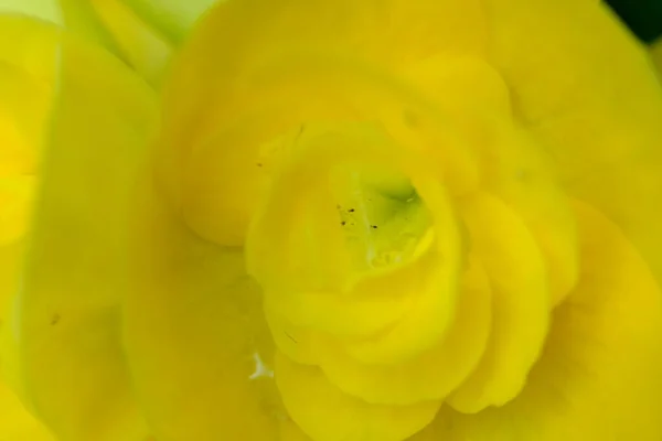 Abstract Colorful Floral Background Close View — ストック写真