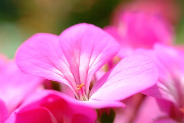 Abstract Colorful Floral Background Close View — Foto de Stock