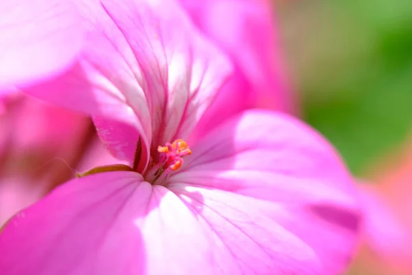 Abstract Colorful Floral Background Close View — стоковое фото