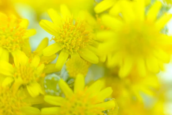 Abstract Colorful Floral Background Close View — Stock Photo, Image