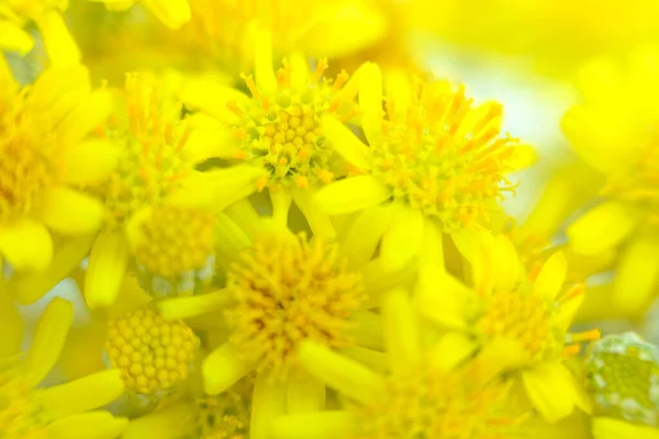 Abstract Colorful Floral Background Close View — Fotografia de Stock