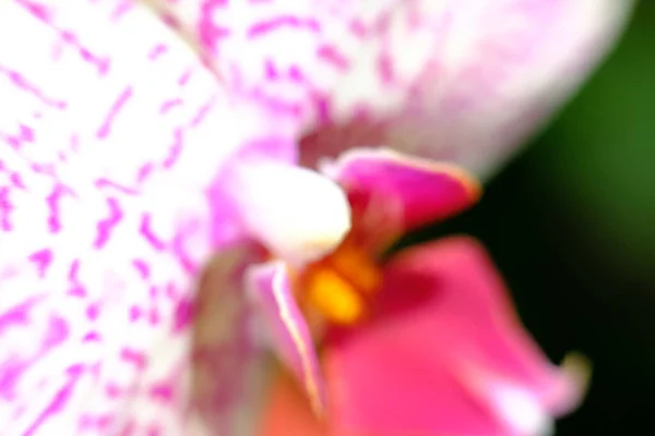 Soyut Renkli Çiçek Arkaplanı Yakın Plan Görüntüsü — Stok fotoğraf