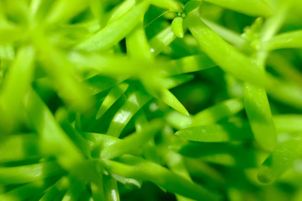 Abstract Colorful Floral Background Close View — ストック写真