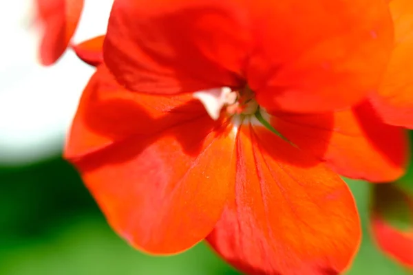 Abstract Colorful Floral Background Close View — Foto de Stock