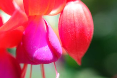 soyut renkli çiçek arkaplanı yakın plan görüntüsü 