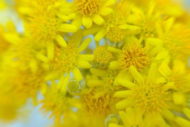 soyut renkli çiçek arkaplanı yakın plan görüntüsü 