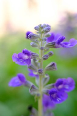 soyut renkli çiçek arkaplanı yakın plan görüntüsü 