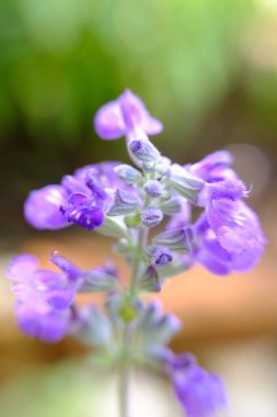 soyut renkli çiçek arkaplanı yakın plan görüntüsü 