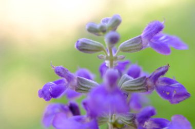 soyut renkli çiçek arkaplanı yakın plan görüntüsü 