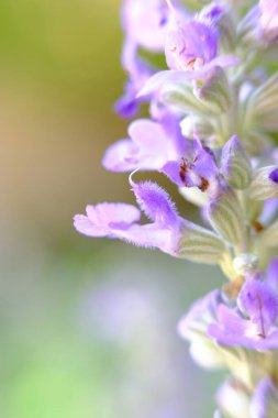 soyut renkli çiçek arkaplanı yakın plan görüntüsü 