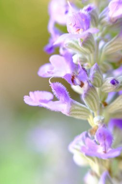 soyut renkli çiçek arkaplanı yakın plan görüntüsü 