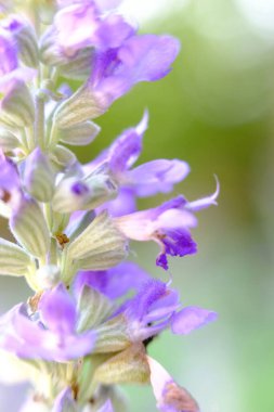 soyut renkli çiçek arkaplanı yakın plan görüntüsü 